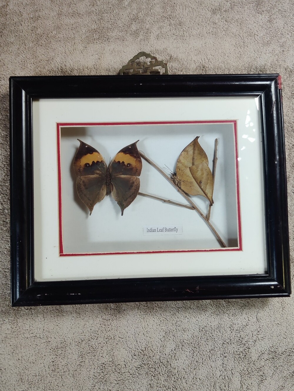 VTG Taxidermy Real Preserved Butterfly Shadow Box Art 2 Indian Leaf Butterflies